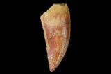 Serrated, Raptor Tooth - Real Dinosaur Tooth #160047-1